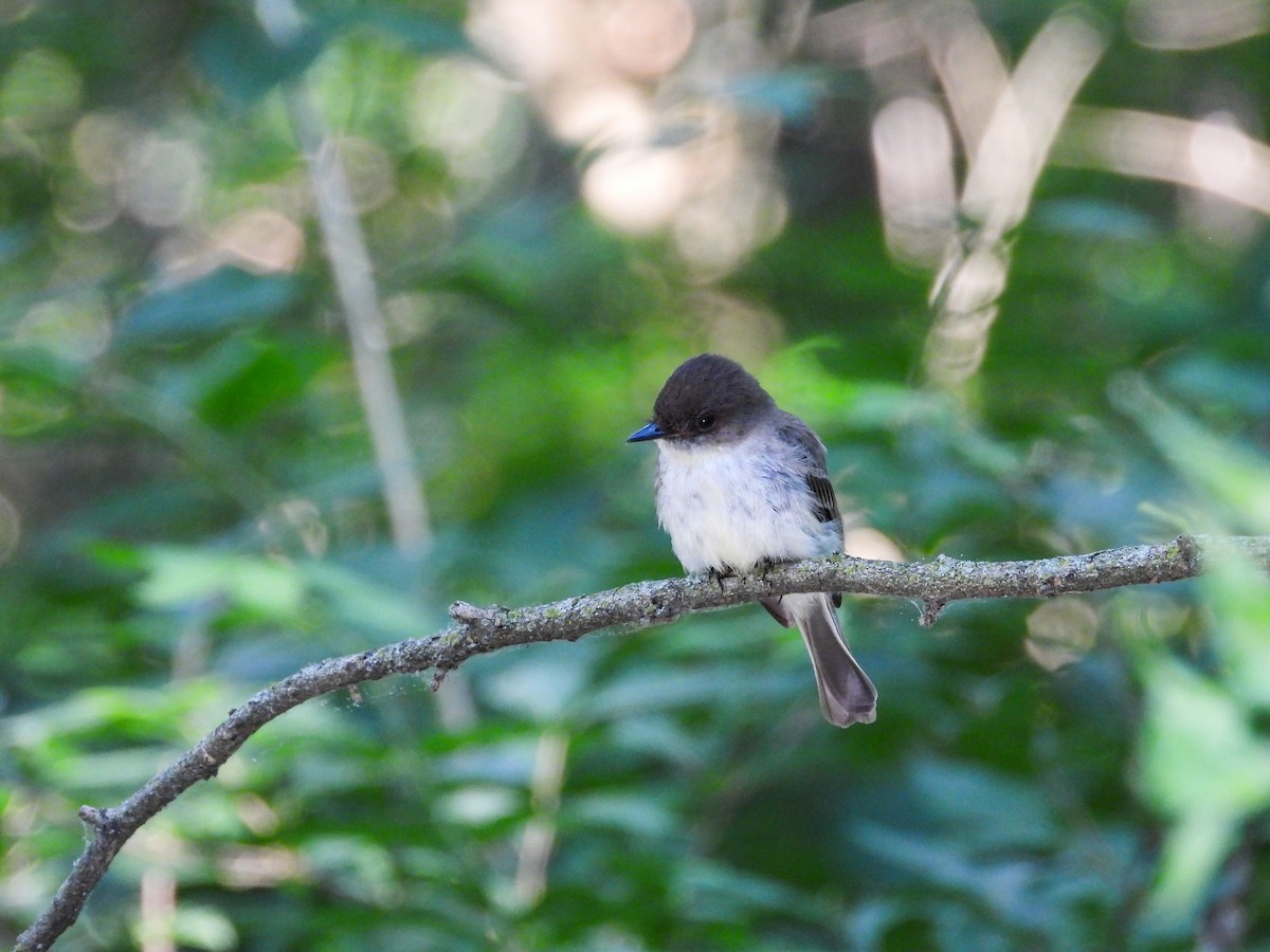 Eastern Phoebe - ML620508536