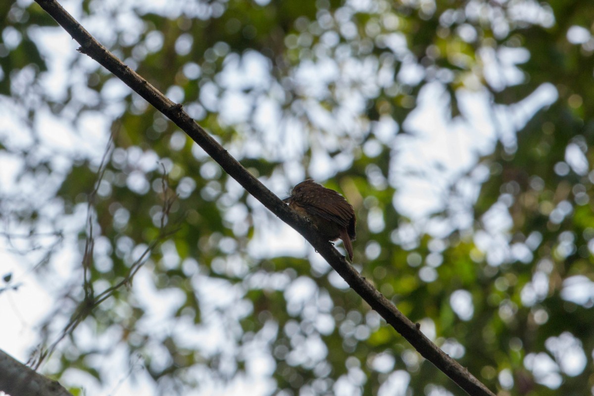 White-whiskered Puffbird - ML620508541