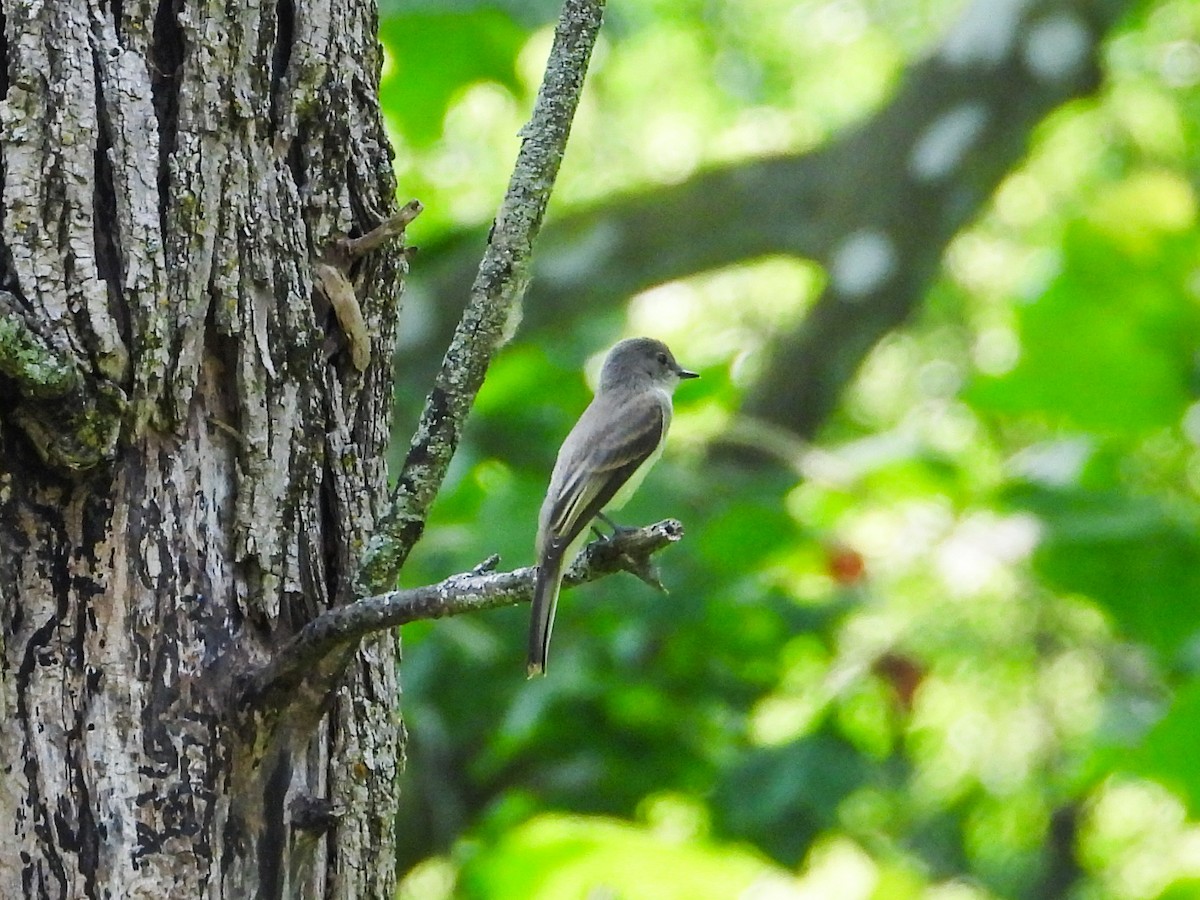 Eastern Wood-Pewee - ML620508550