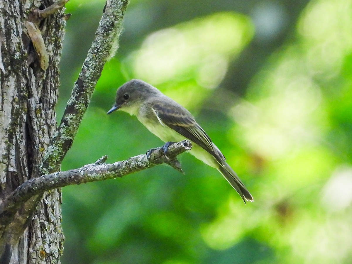 Eastern Wood-Pewee - ML620508551