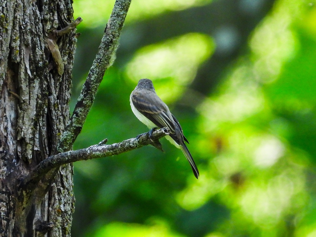 Eastern Wood-Pewee - ML620508552