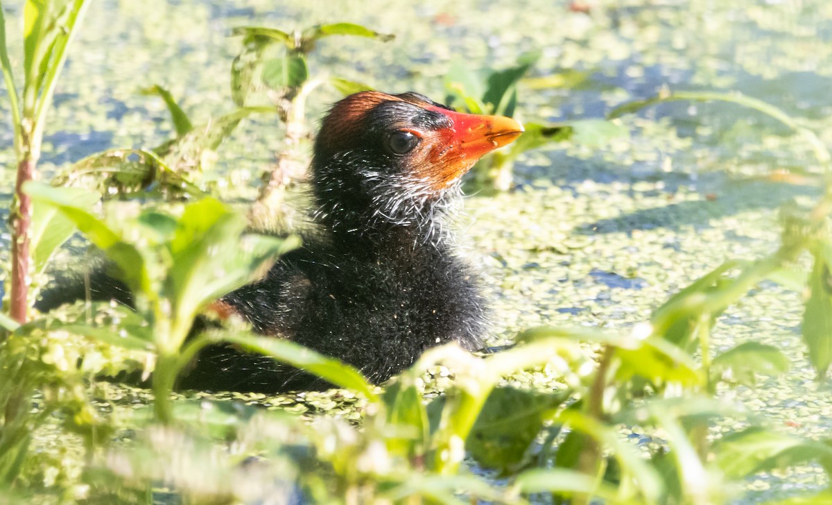 Common Gallinule - ML620508555