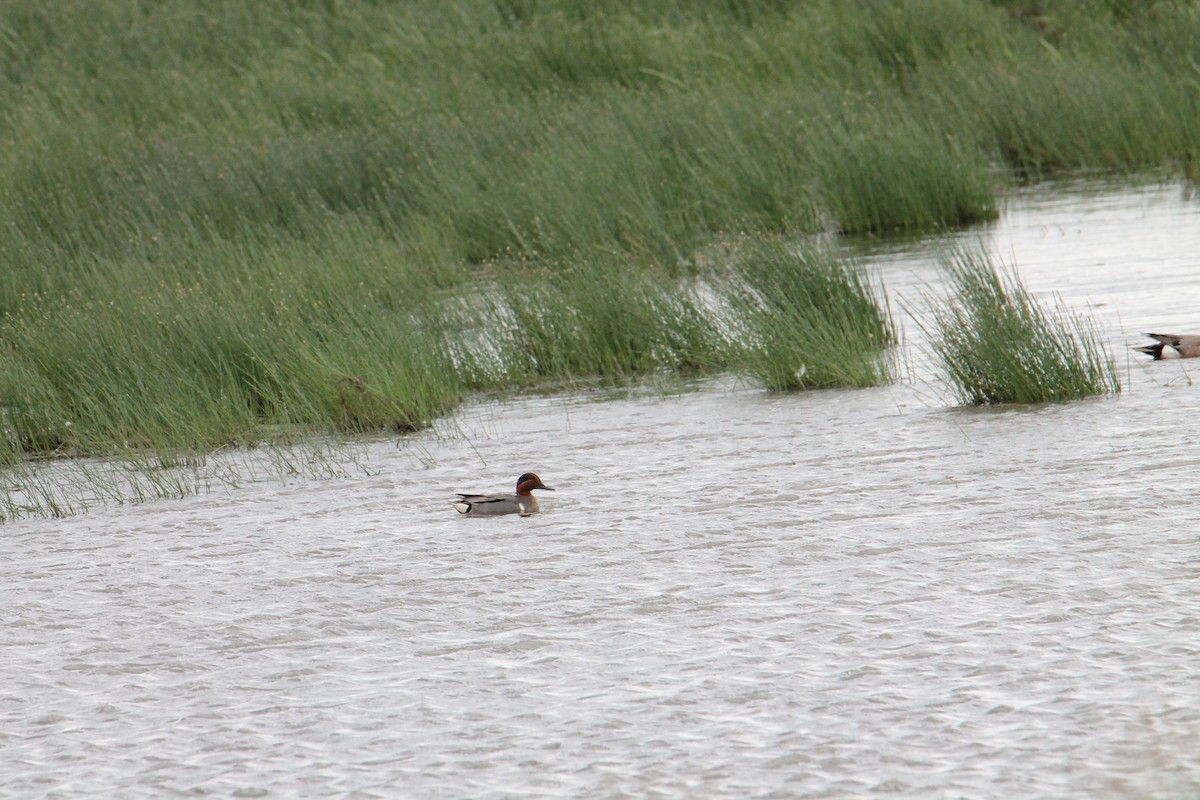 Green-winged Teal - ML620508556