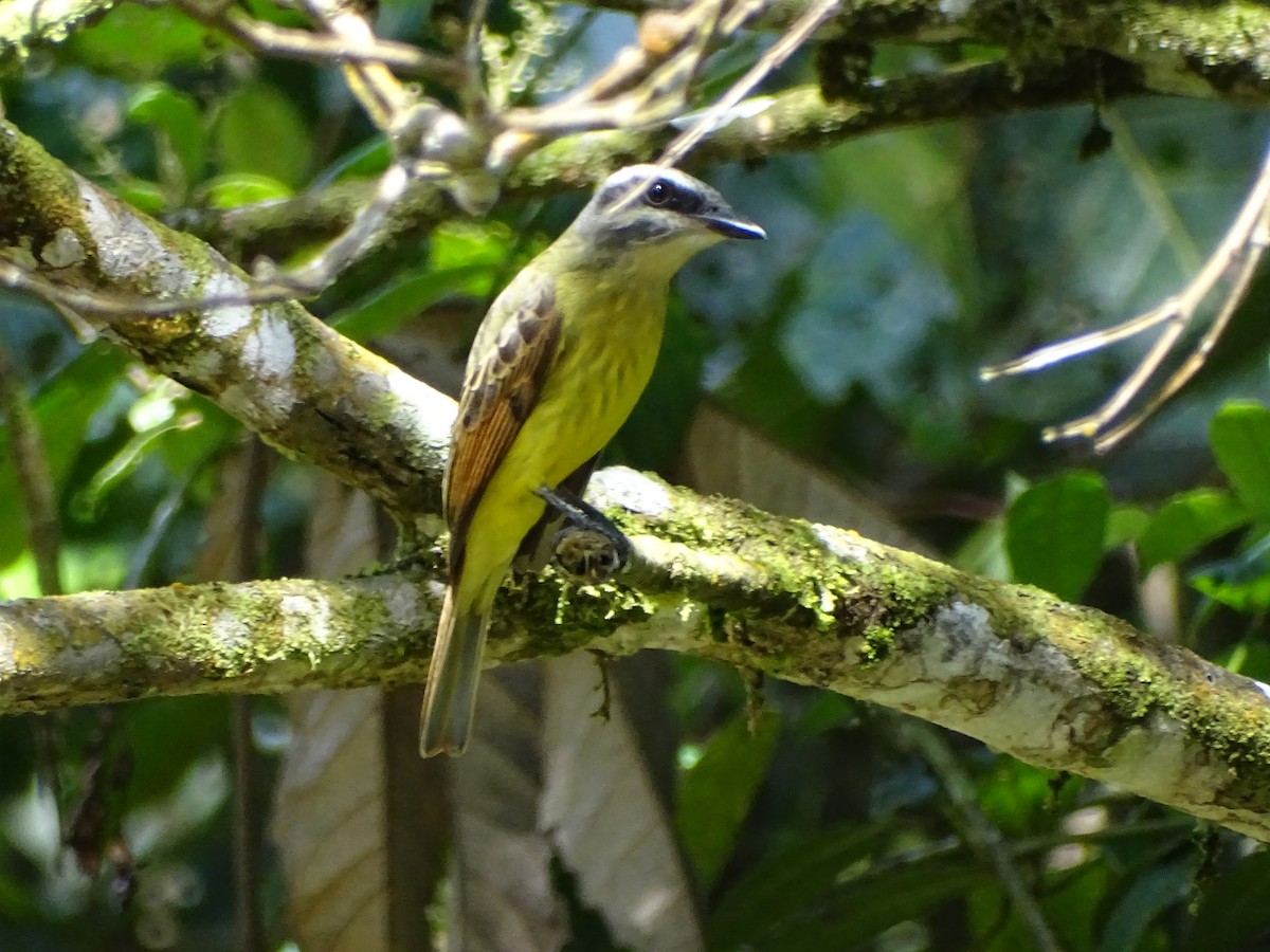 Golden-bellied Flycatcher - ML620508560