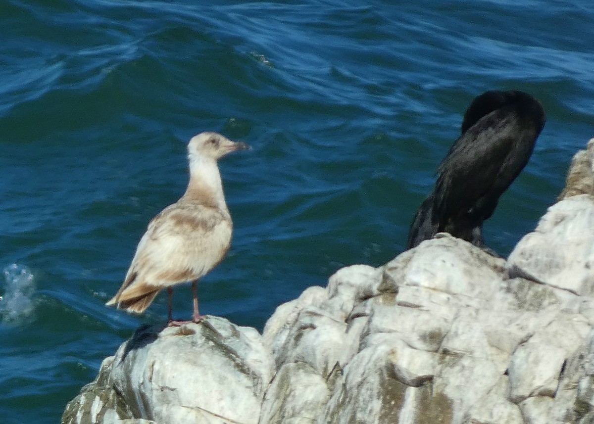 Glaucous-winged Gull - ML620508562