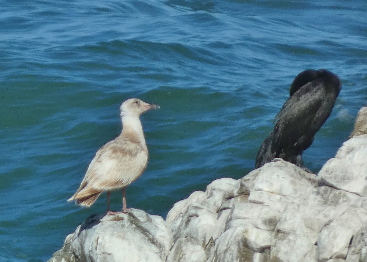 Glaucous-winged Gull - ML620508567