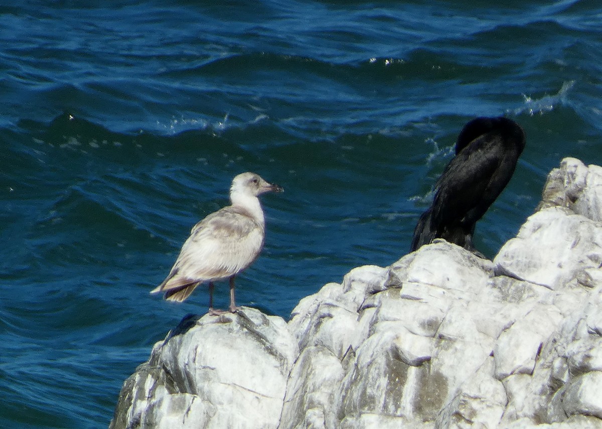 Glaucous-winged Gull - ML620508568