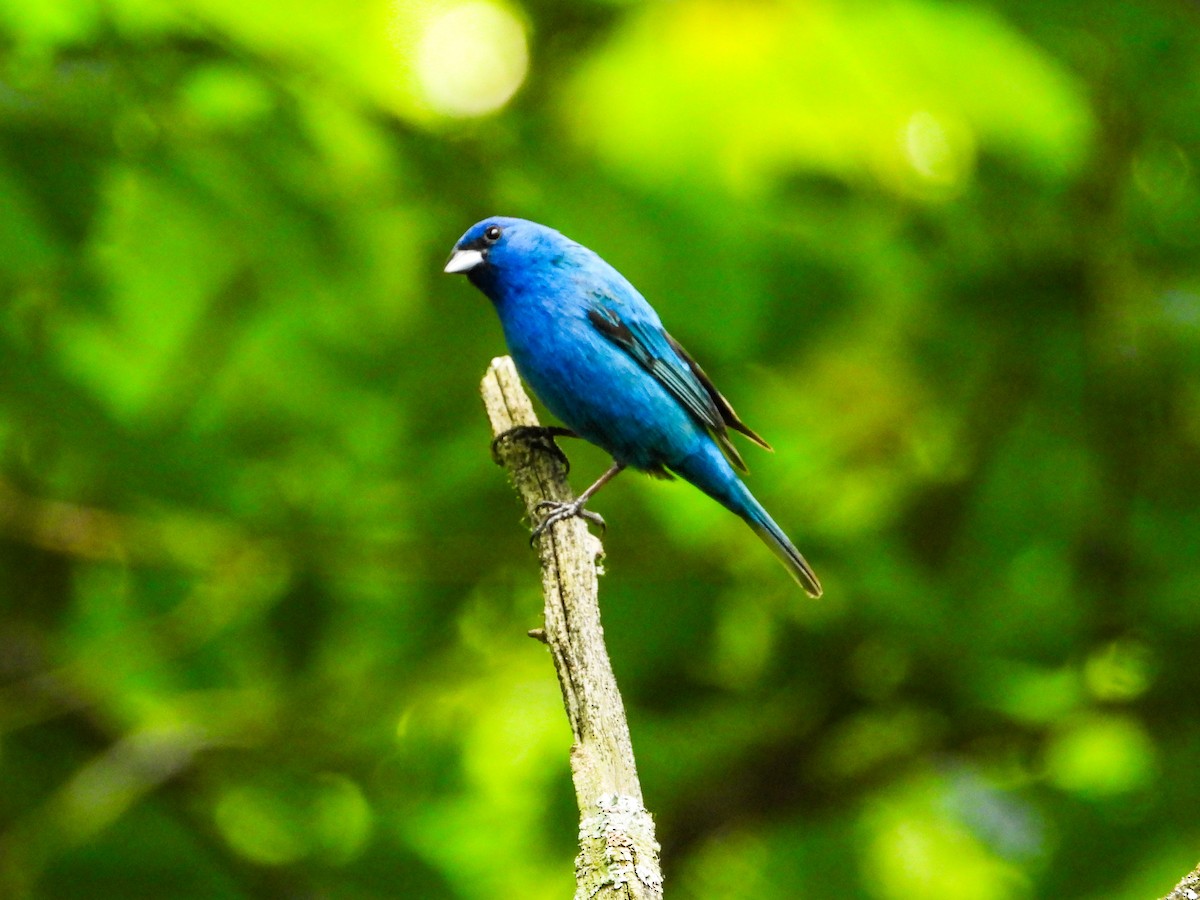 Indigo Bunting - ML620508570