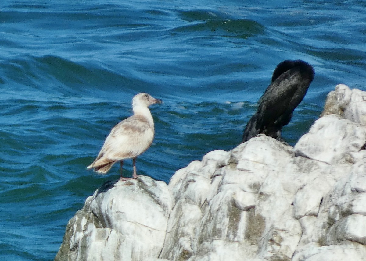 Glaucous-winged Gull - ML620508571