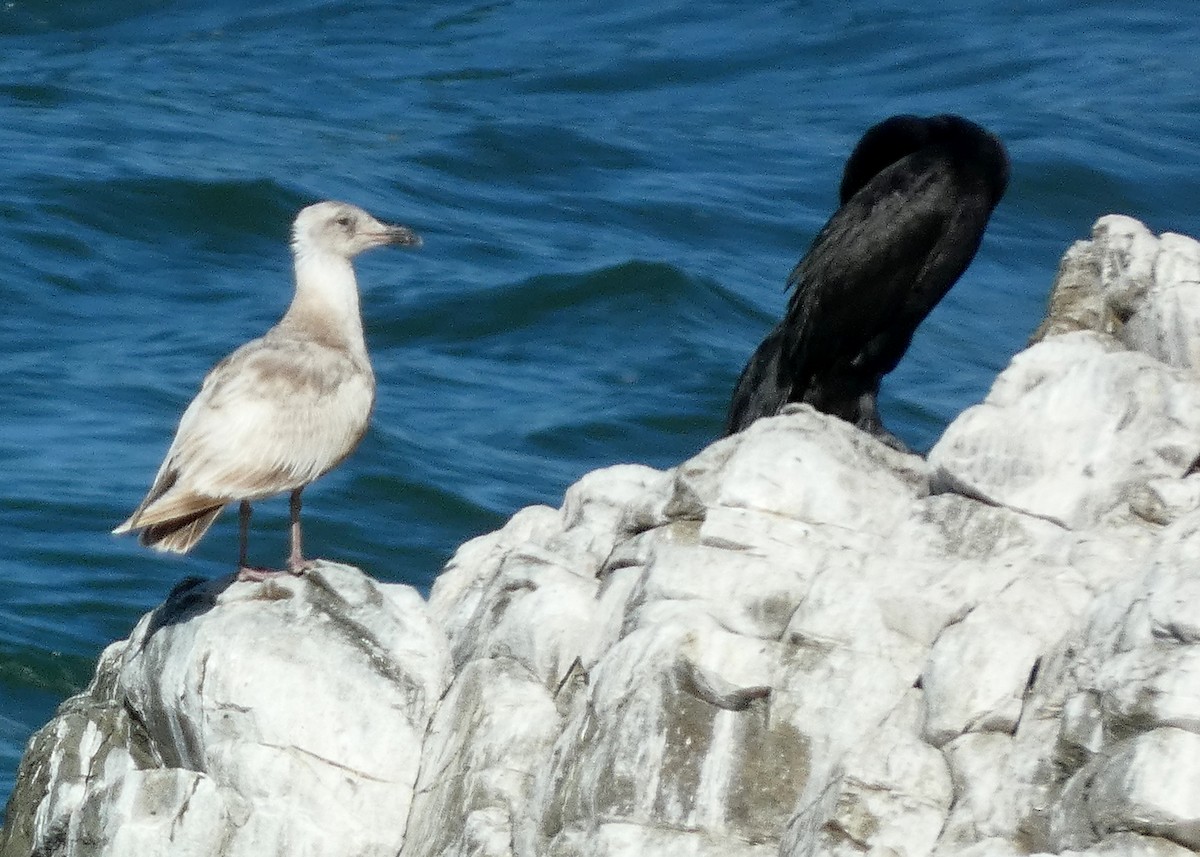 Glaucous-winged Gull - ML620508572