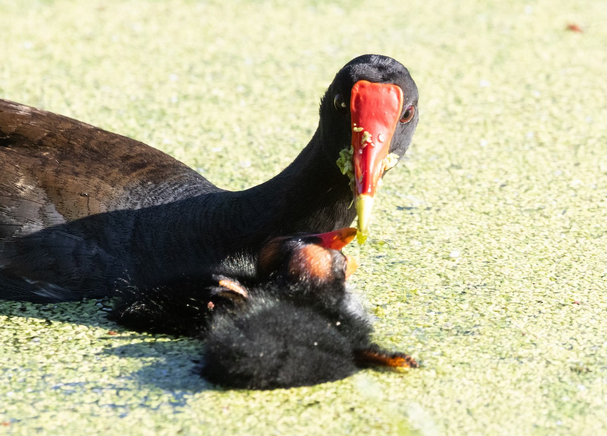 Common Gallinule - ML620508576