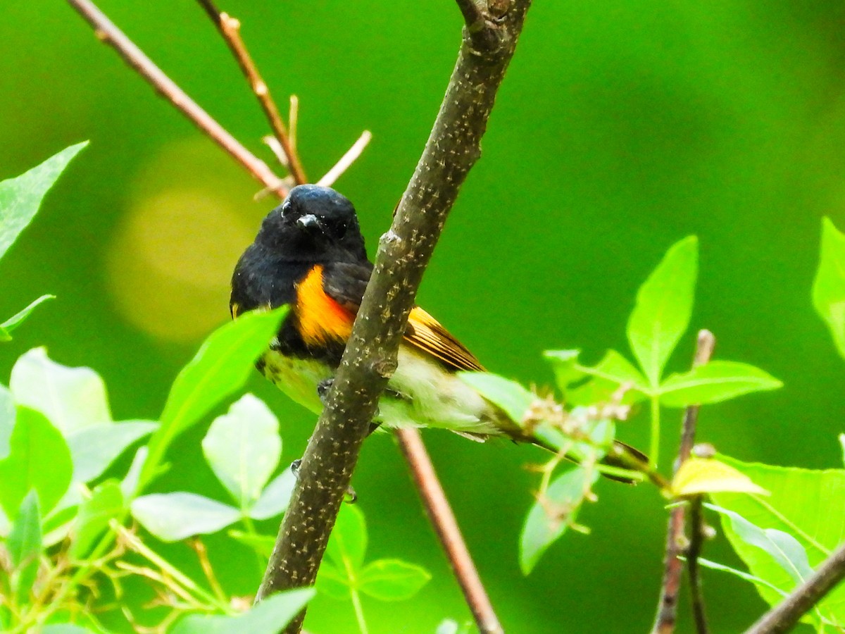 American Redstart - ML620508577