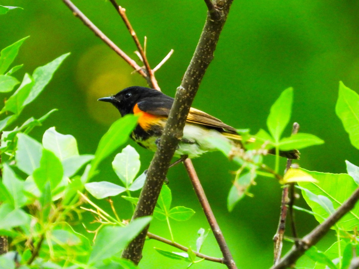 American Redstart - ML620508578