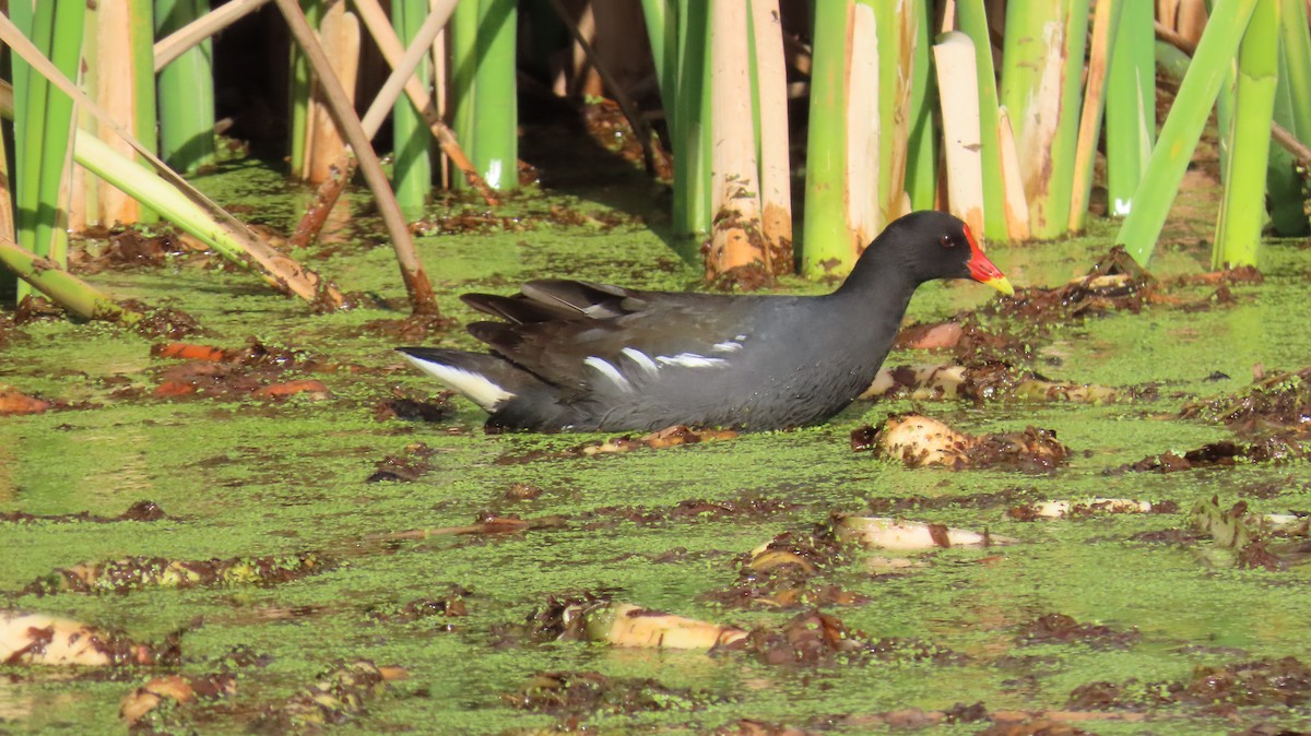 Eurasian Moorhen - ML620508579