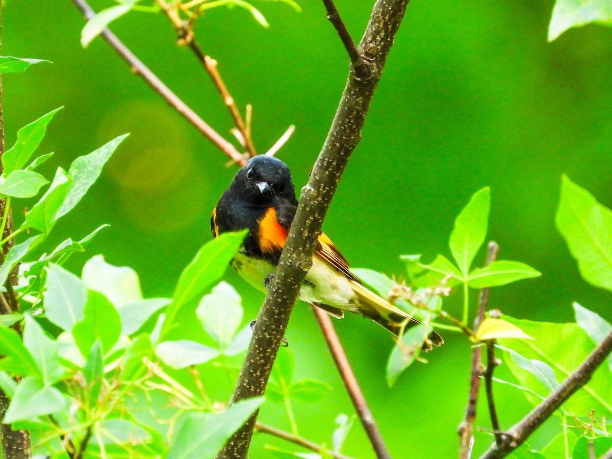 American Redstart - ML620508580