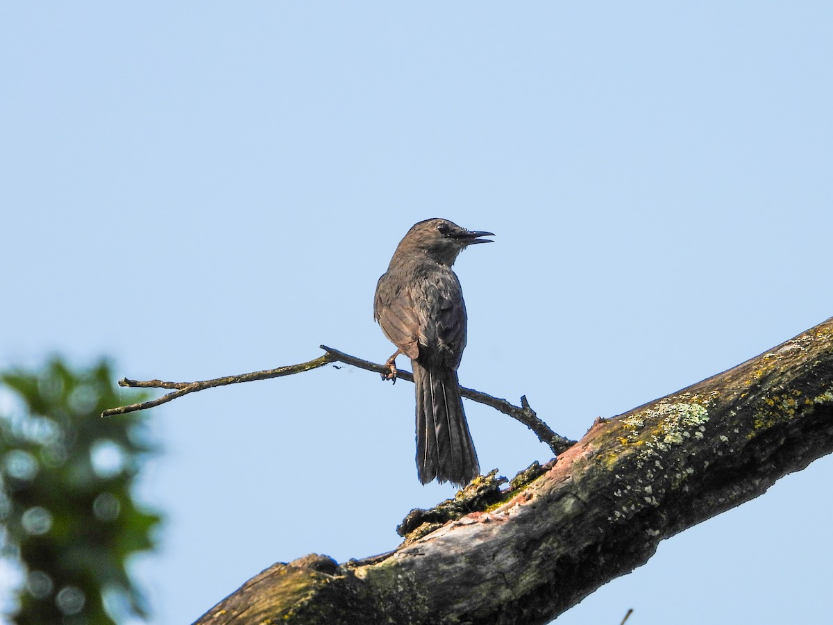 Gray Catbird - ML620508597