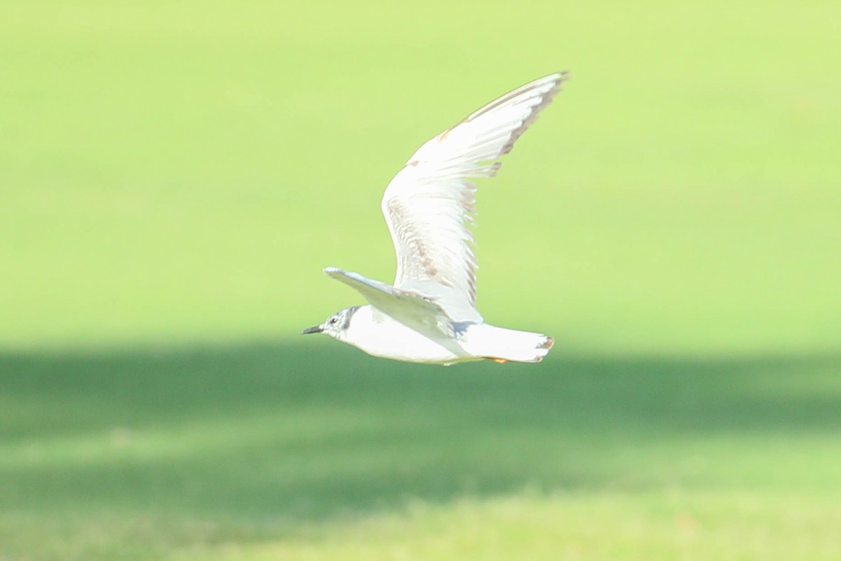 Bonaparte's Gull - ML620508599