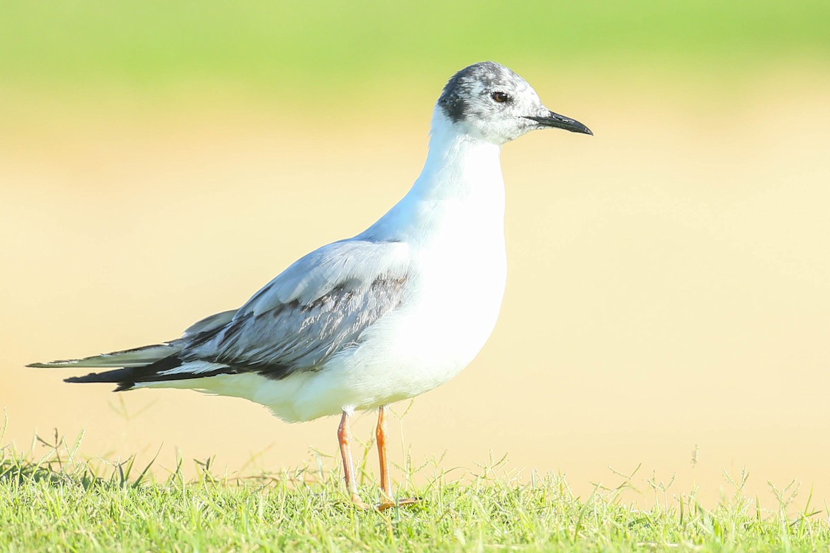 Bonaparte's Gull - ML620508600