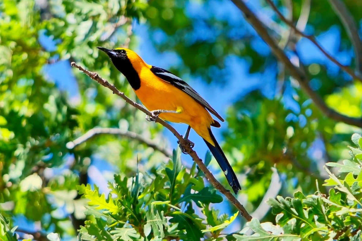 Hooded Oriole - ML620508604