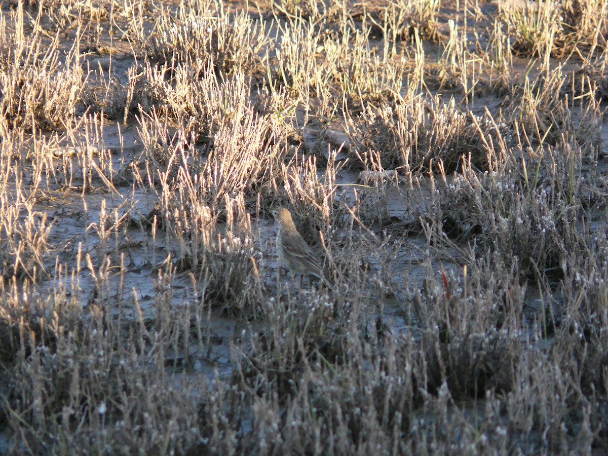 American Pipit - Mike Grant