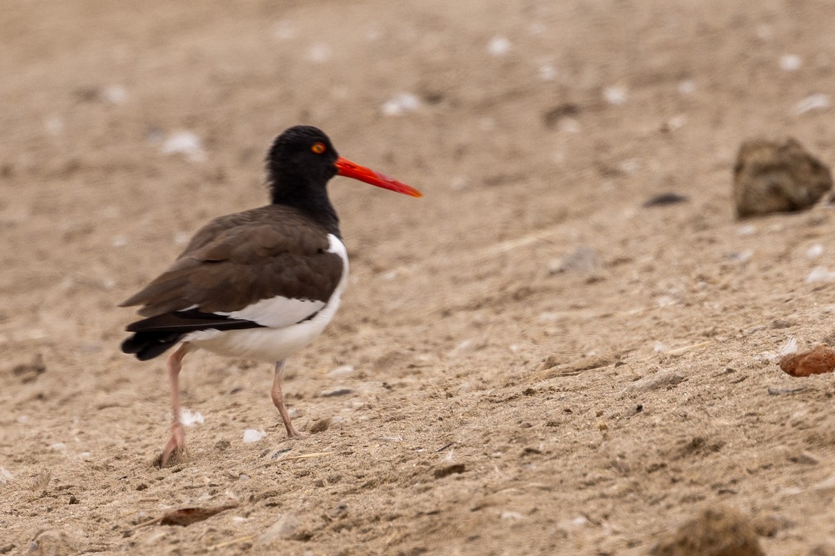 American Oystercatcher - ML620508614