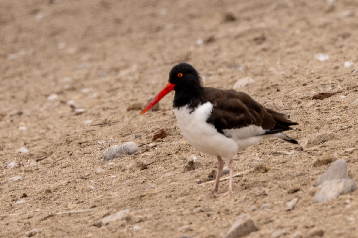 American Oystercatcher - ML620508615