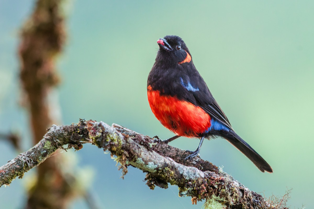Scarlet-bellied Mountain Tanager - ML620508616