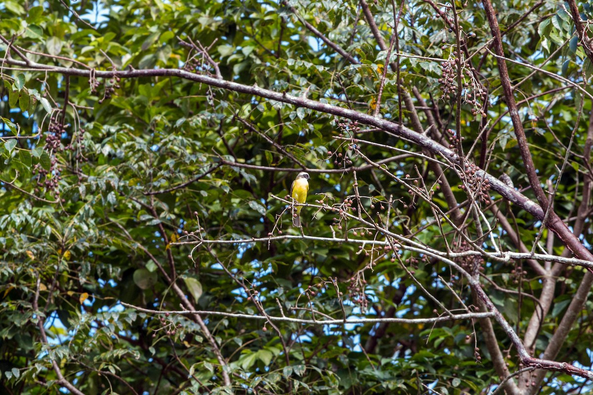 Social Flycatcher - ML620508618