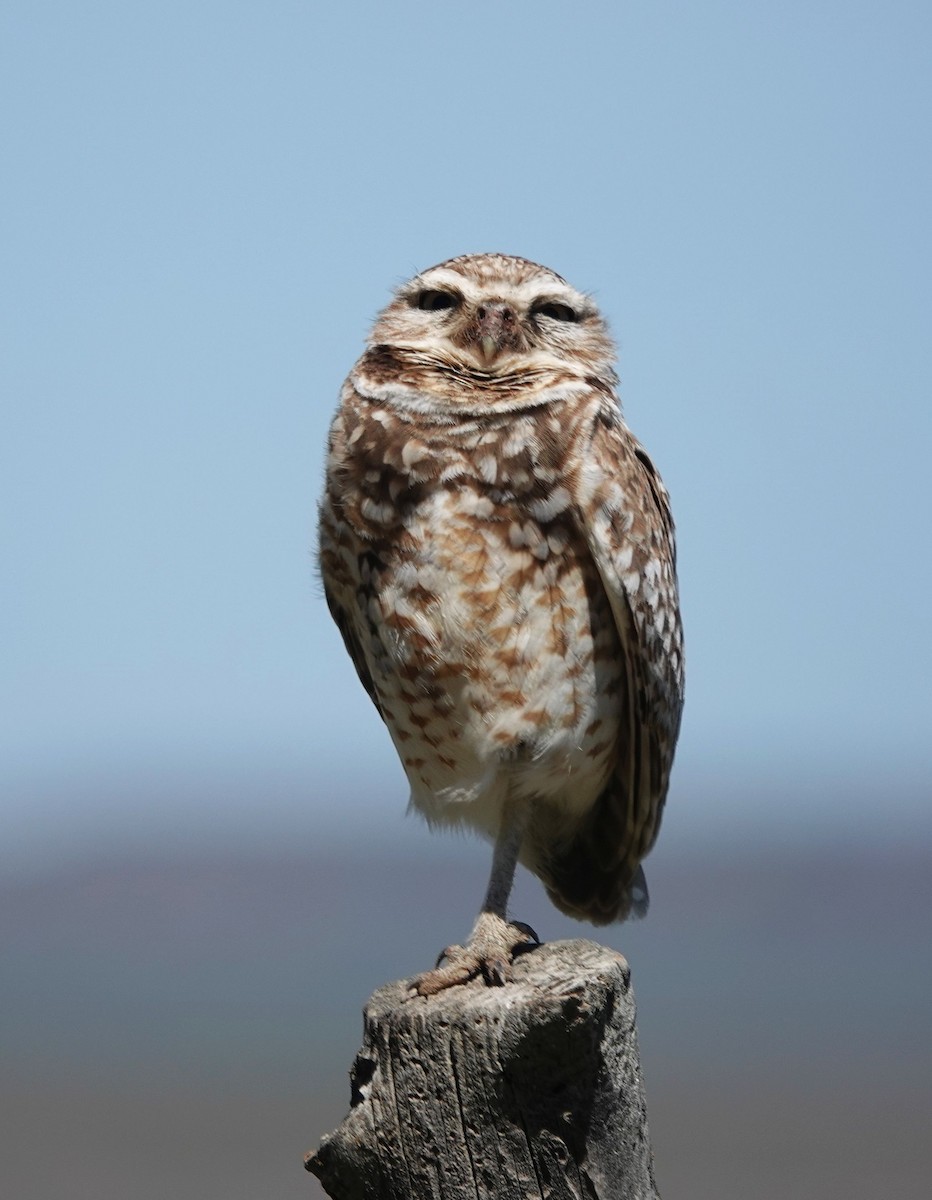 Burrowing Owl - ML620508621