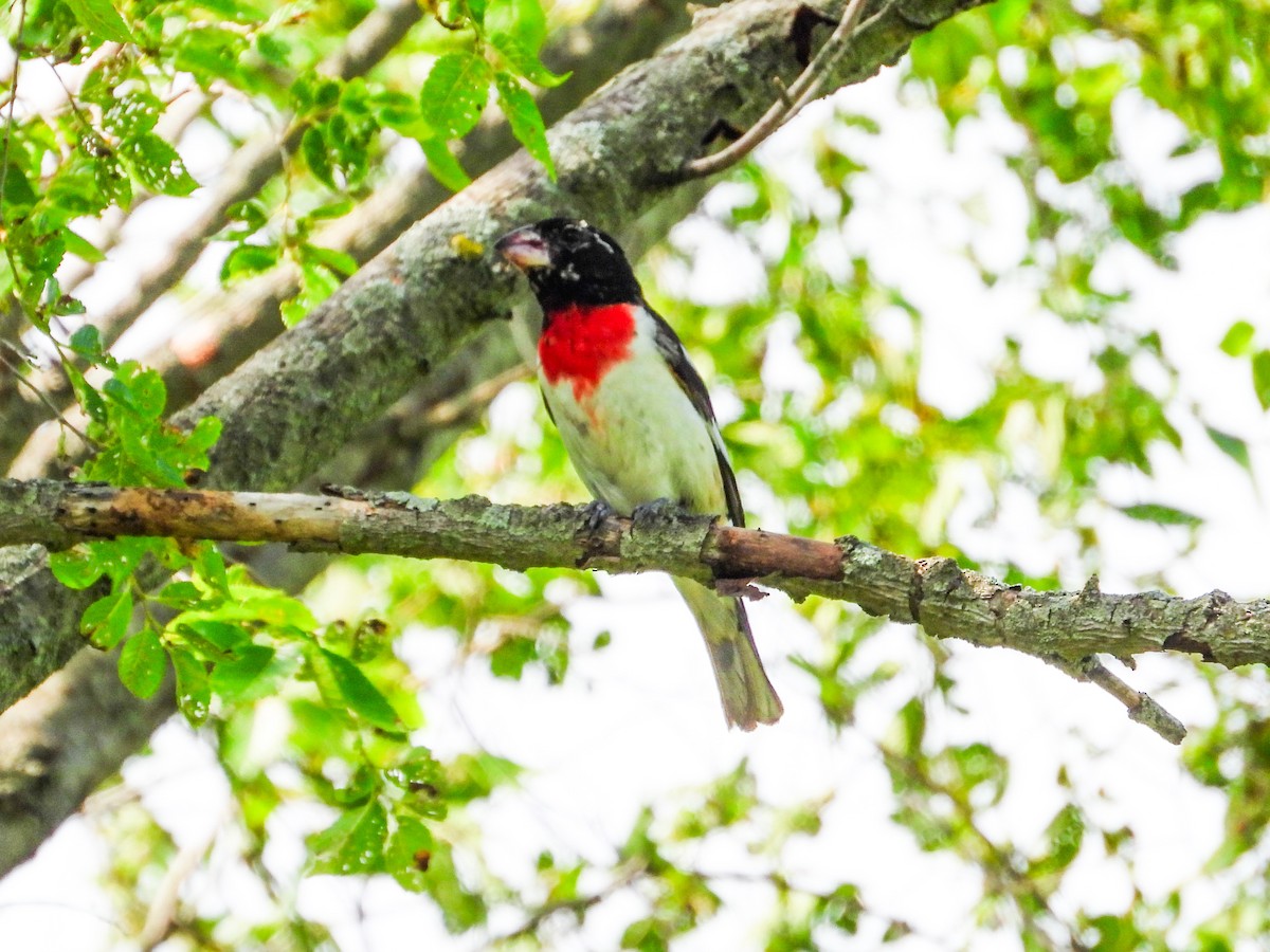 Rose-breasted Grosbeak - Haley Gottardo