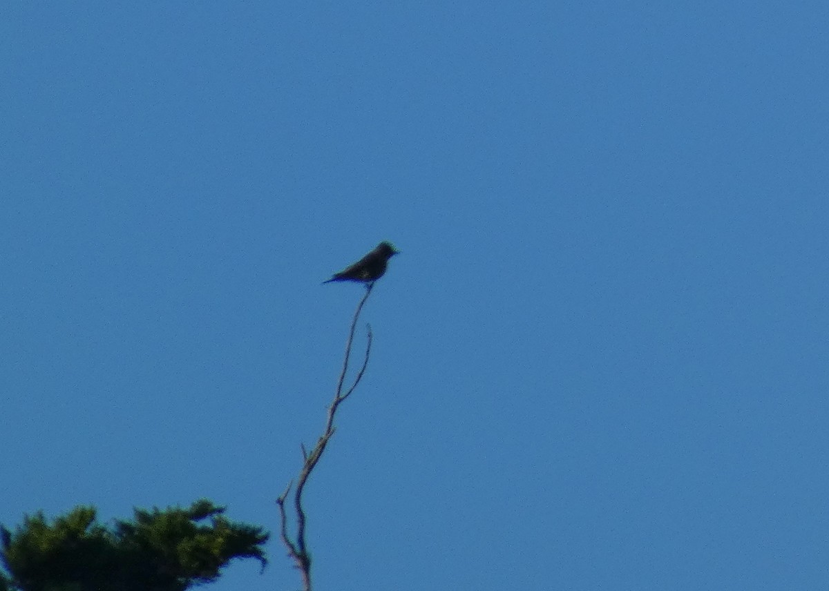 Olive-sided Flycatcher - ML620508624