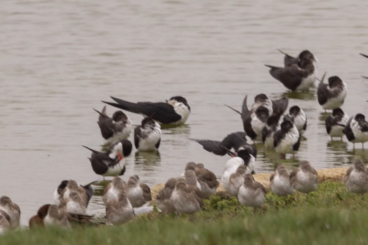 Black Skimmer - ML620508629