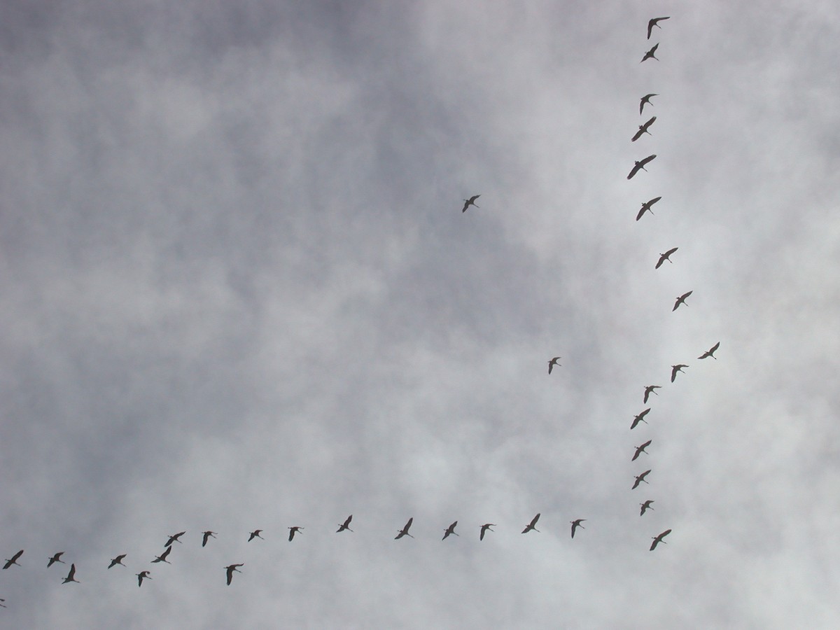 Sandhill Crane - ML620508639