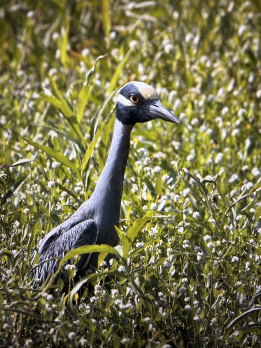 Yellow-crowned Night Heron - ML620508640