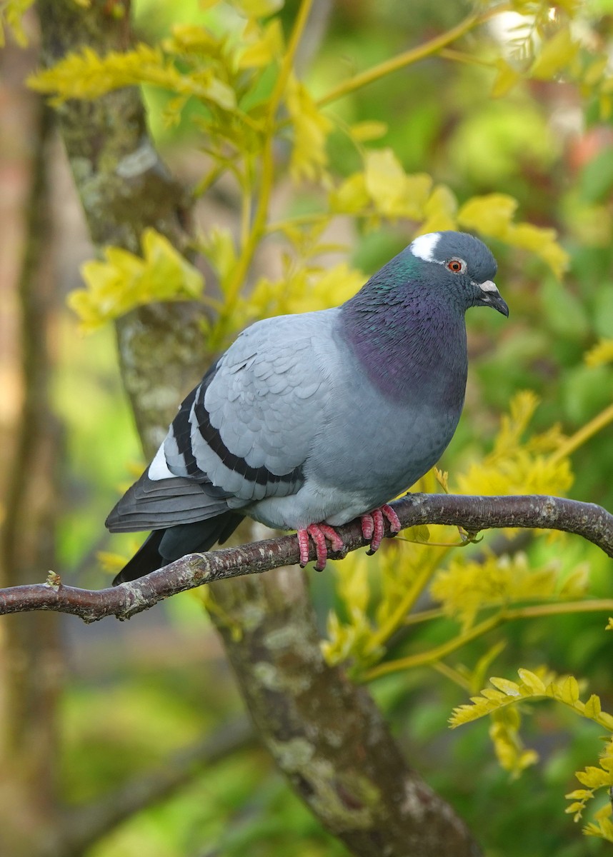 Rock Pigeon (Feral Pigeon) - ML620508644