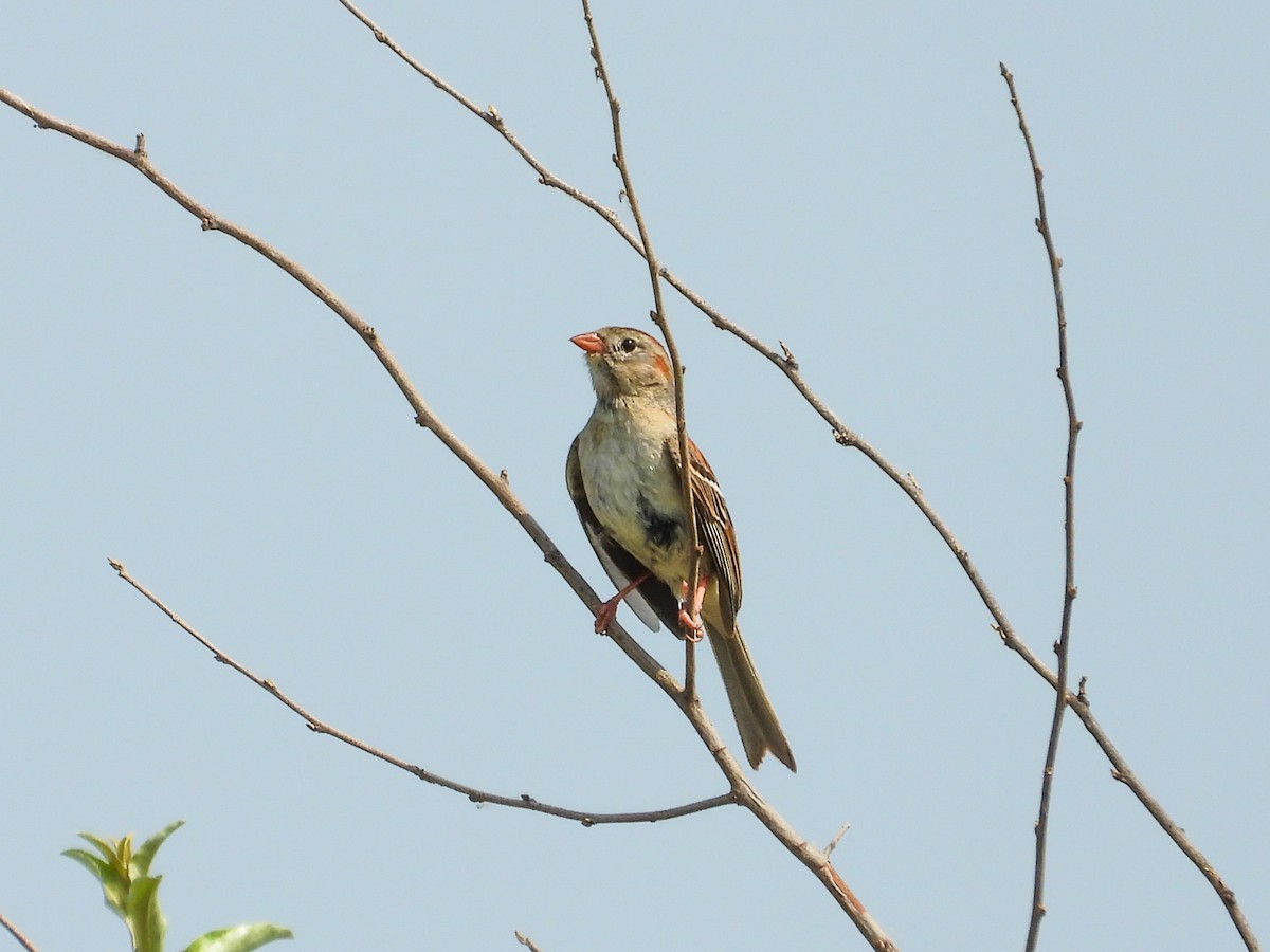 Field Sparrow - ML620508645