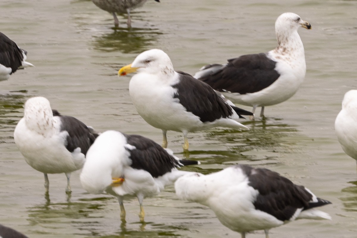 Kelp Gull - ML620508656