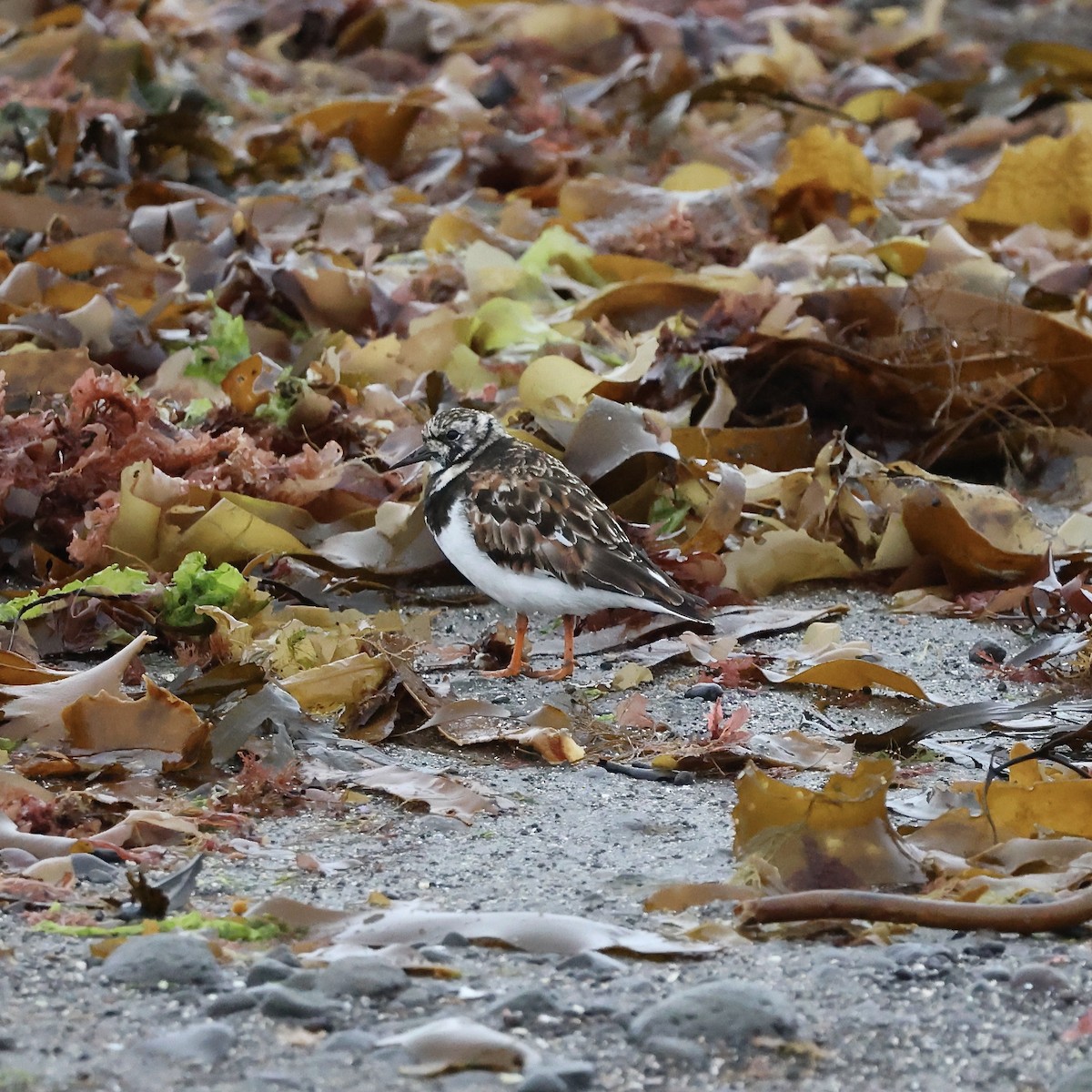 Ruddy Turnstone - ML620508658