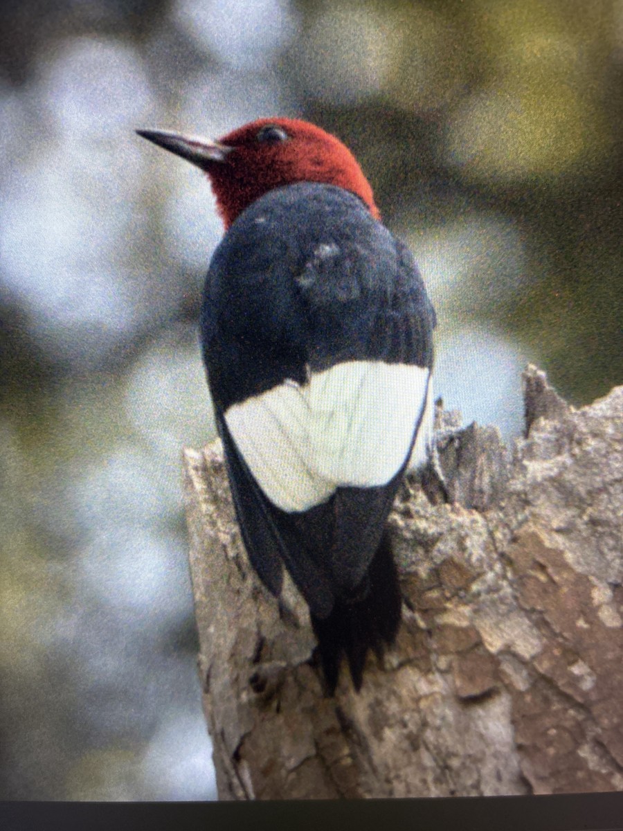 Red-headed Woodpecker - ML620508661