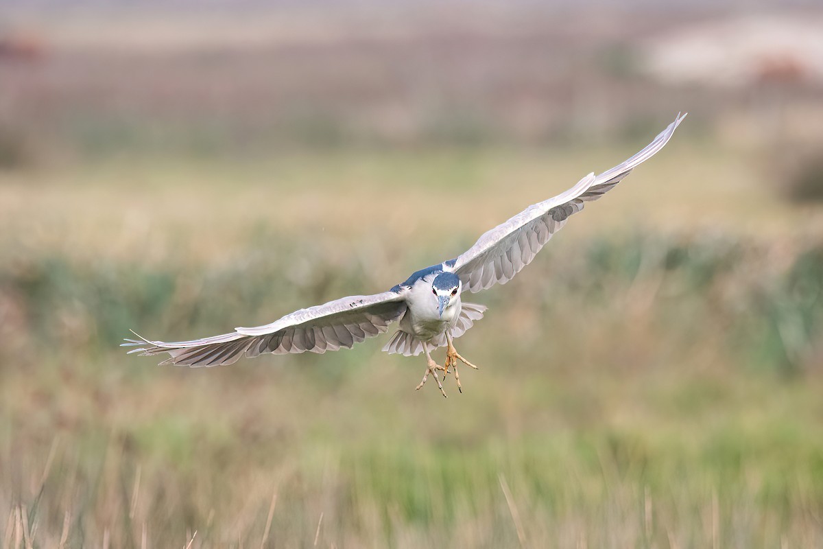 Black-crowned Night Heron - ML620508665