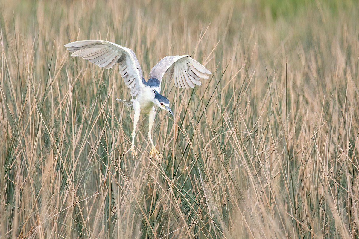 Black-crowned Night Heron - ML620508669