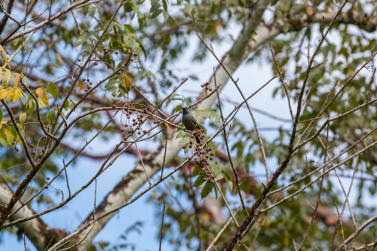 Yellow-winged Tanager - ML620508671