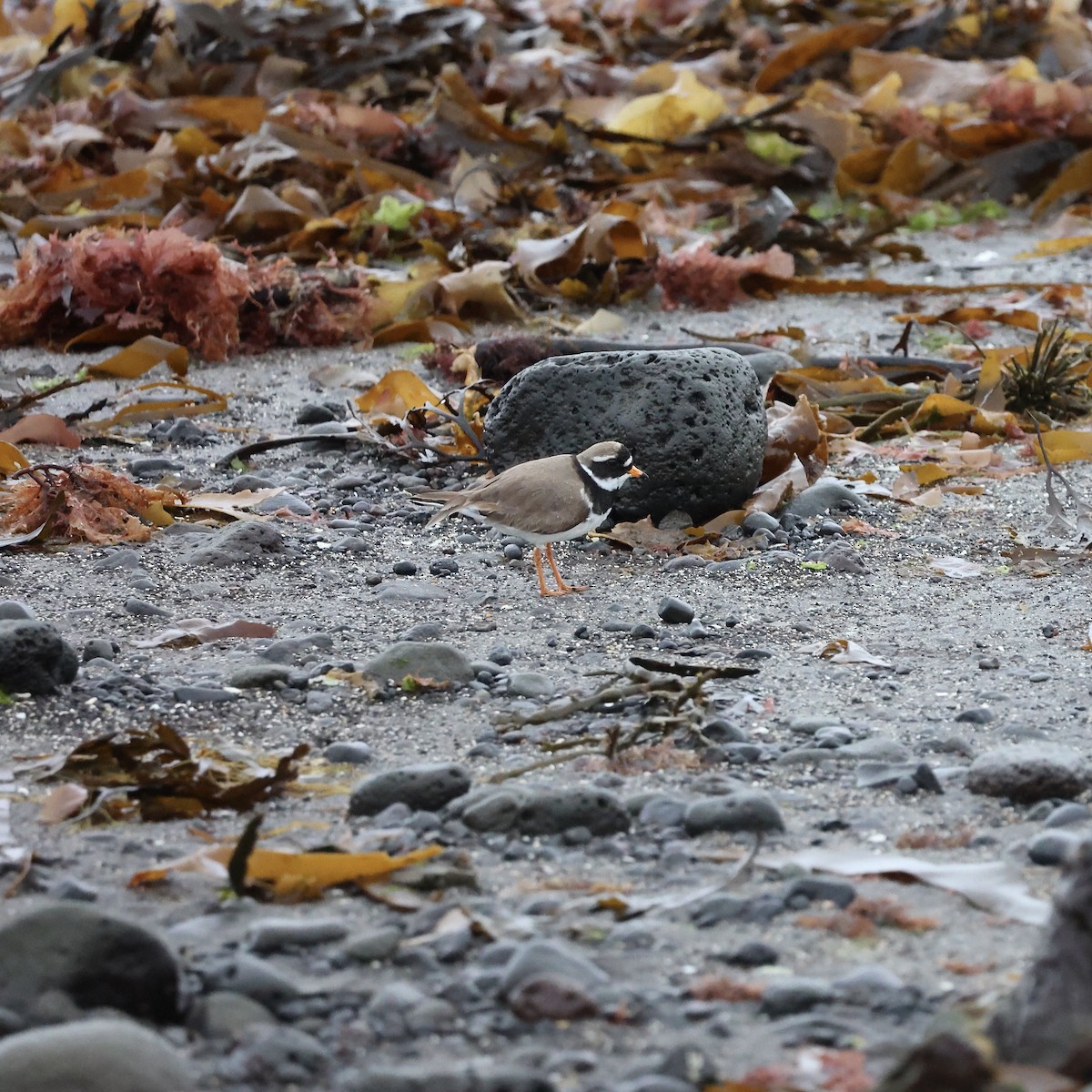 Common Ringed Plover - ML620508679