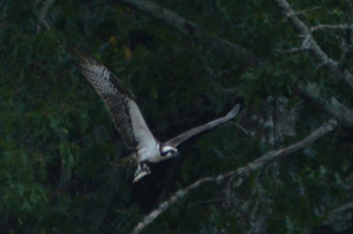 Balbuzard pêcheur - ML620508680