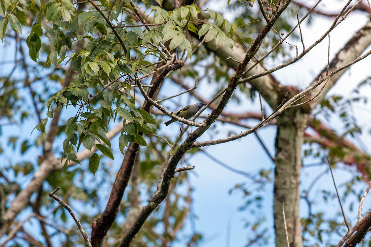 Yellow-winged Tanager - ML620508682