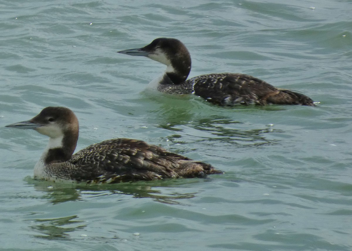 Common Loon - ML620508683