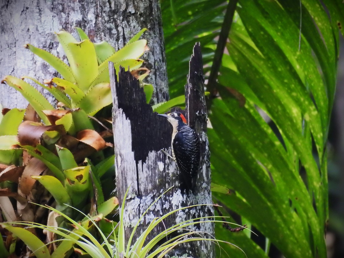 Black-cheeked Woodpecker - ML620508689