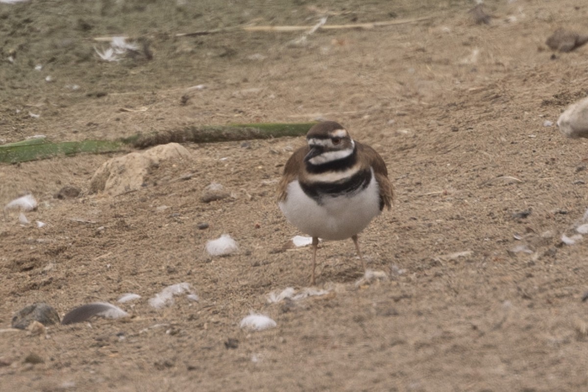 Killdeer - ML620508690