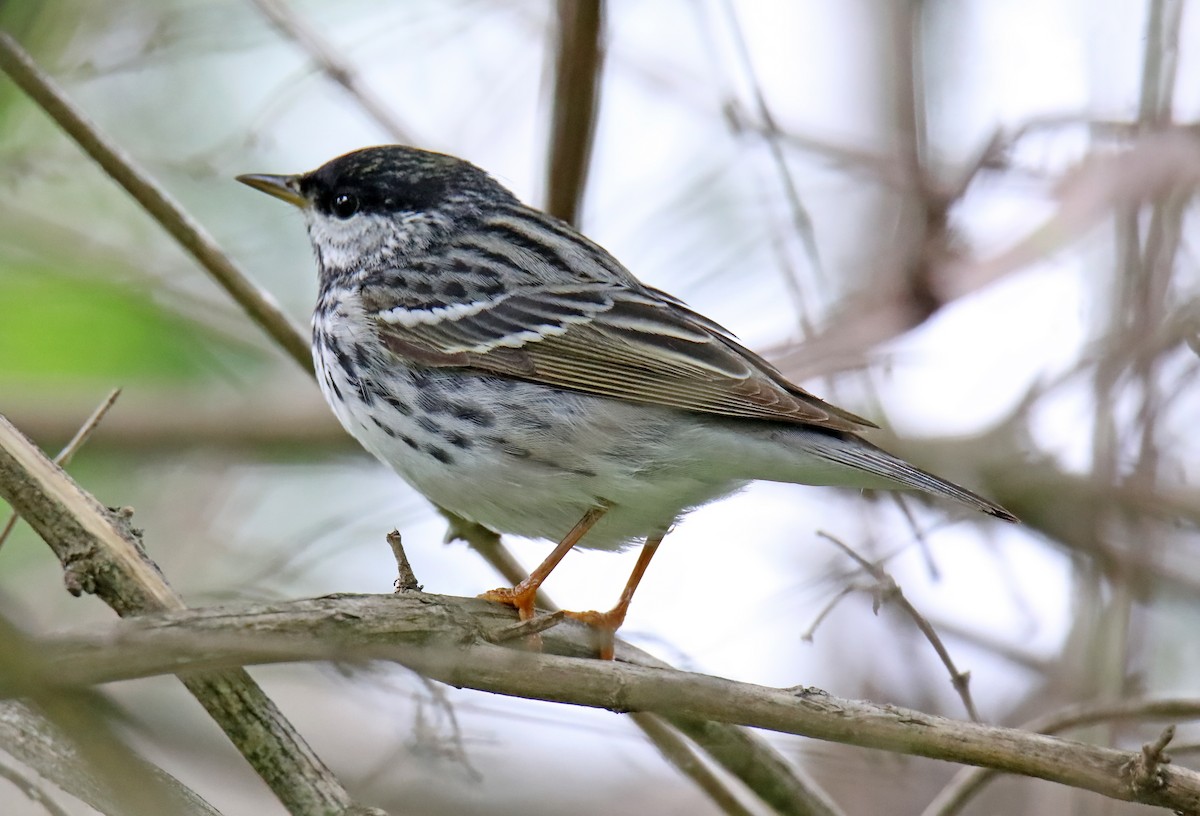 Blackpoll Warbler - ML620508692