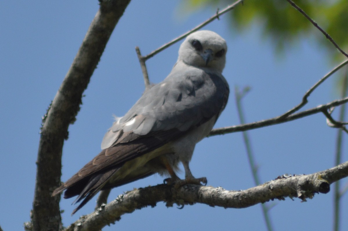 Mississippi Kite - ML620508700